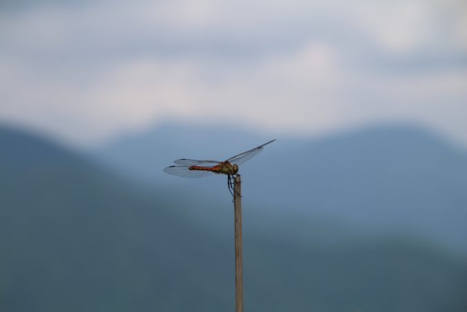 月夜見第一駐車場の赤とんぼ（2022年8月）
