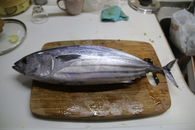 サングリーンコスモスふれあい市で買った鰹（2023年1月）