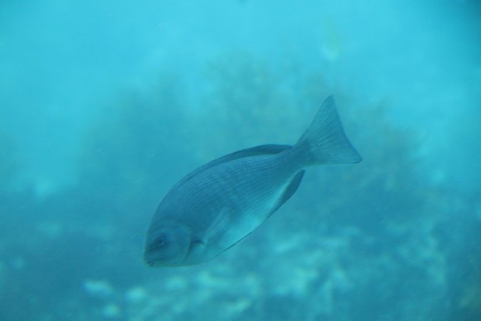 メジナ＠かつうら海中展望塔（2022年2月）