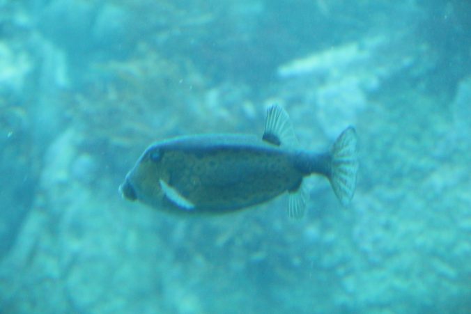 ハコフグ＠かつうら海中展望塔（2022年2月）