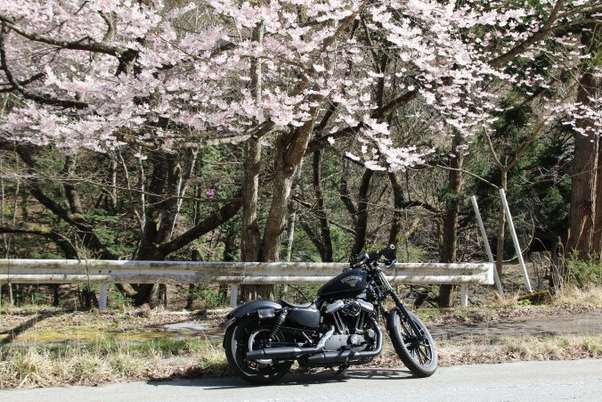 XL883n/IRON883 右側からヤマザクラと共に