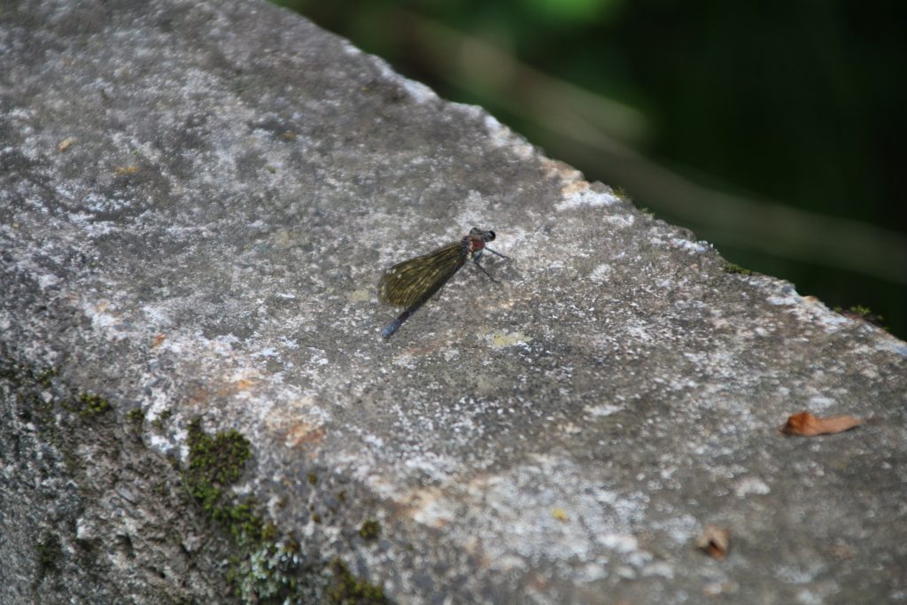ニホンカワトンボの雄で無色翅型の成熟個体（2023年7月）