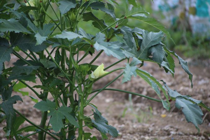 オクラの花（2023年8月＠高知）