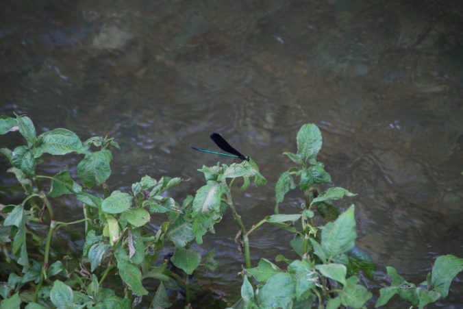 ハグロトンボ（2023年8月＠高知）