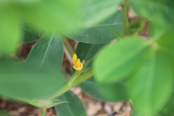 落花生の花（2023年8月＠高知）