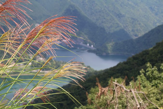 ススキと小河内ダム（2023年9月）