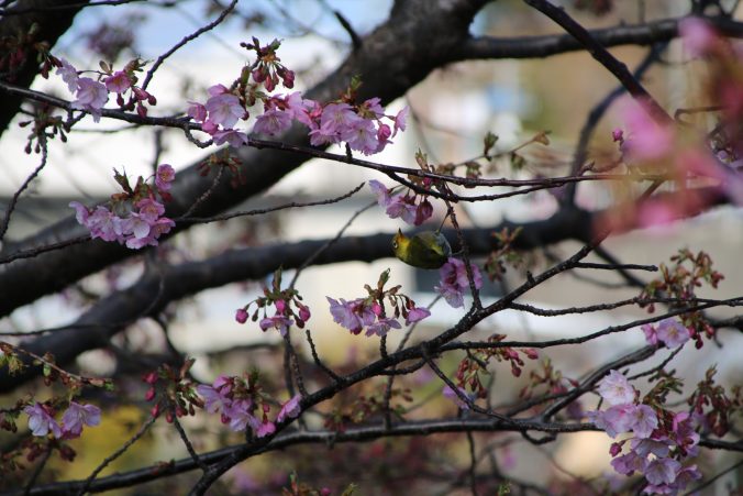 河津桜とメジロ（2024年2月）