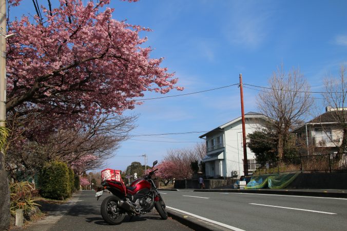 河津桜とNC750S＠城ヶ崎海岸駅近く（2024年2月）