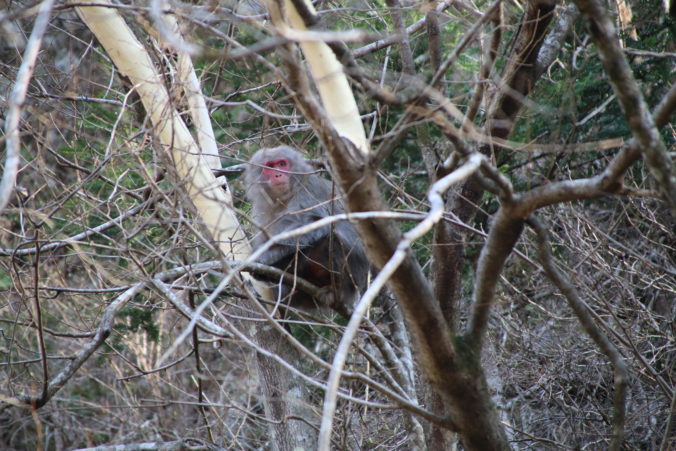 冬を越して食欲旺盛のニホンザル（2024年3月）