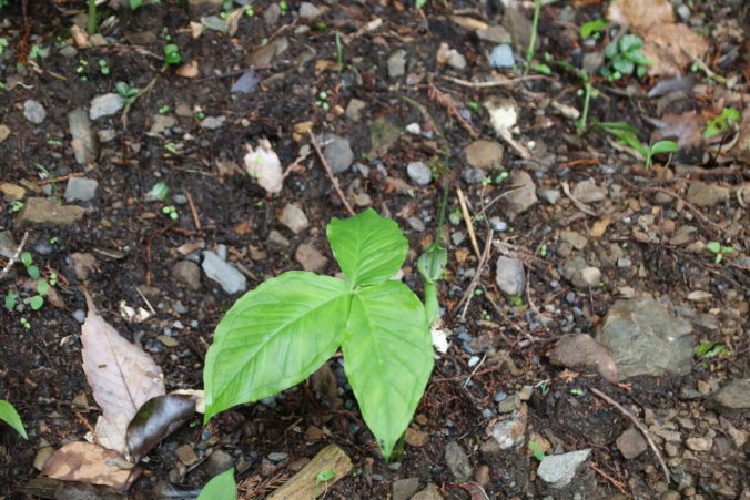 大半夏？の若芽と仏炎苞（2024年5月）