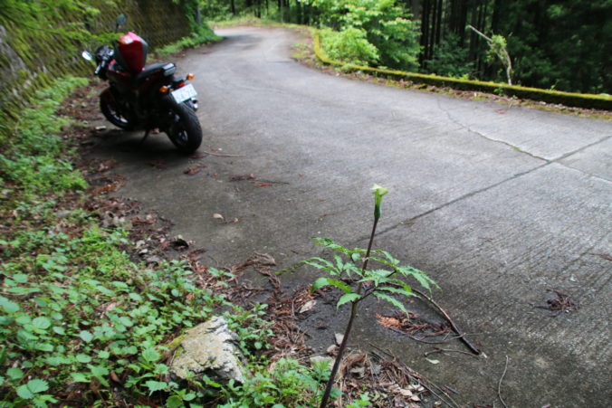 マムシグサとNC750S（2024年6月）