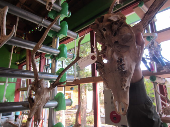 老牡鹿のトロフィー（2026年2月）