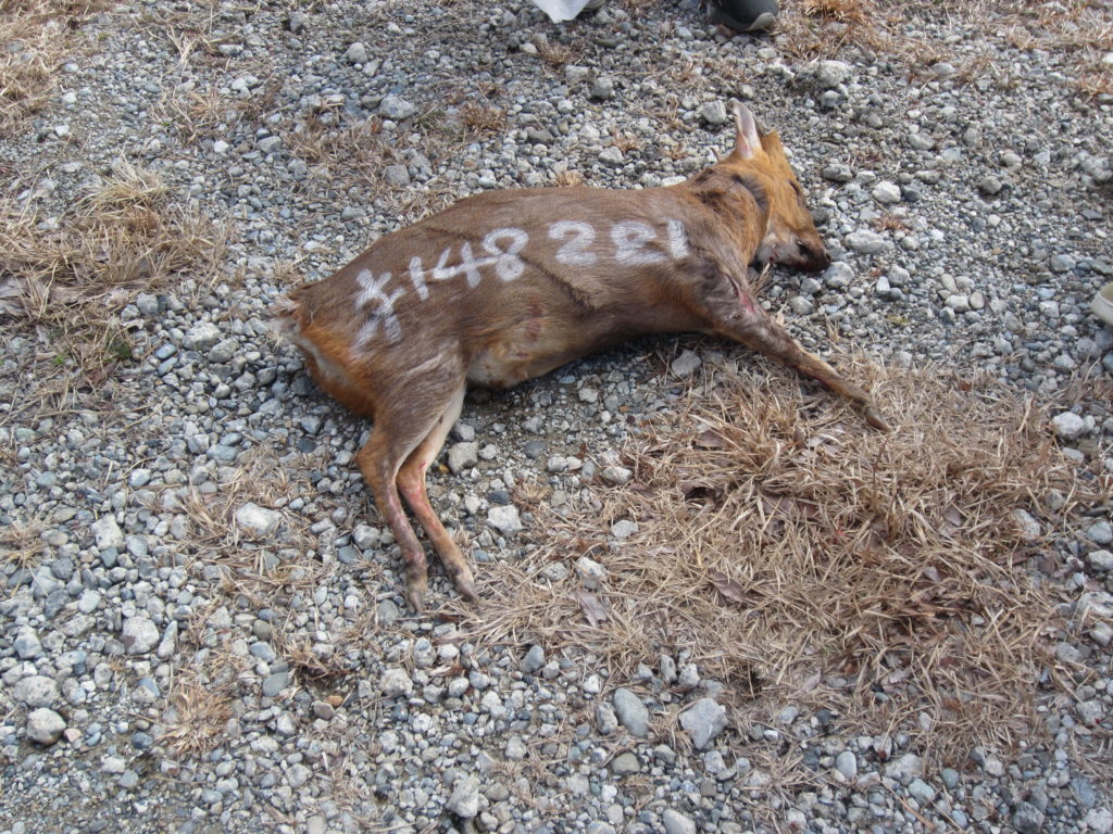 止め刺しされたキョン(2026年2月)