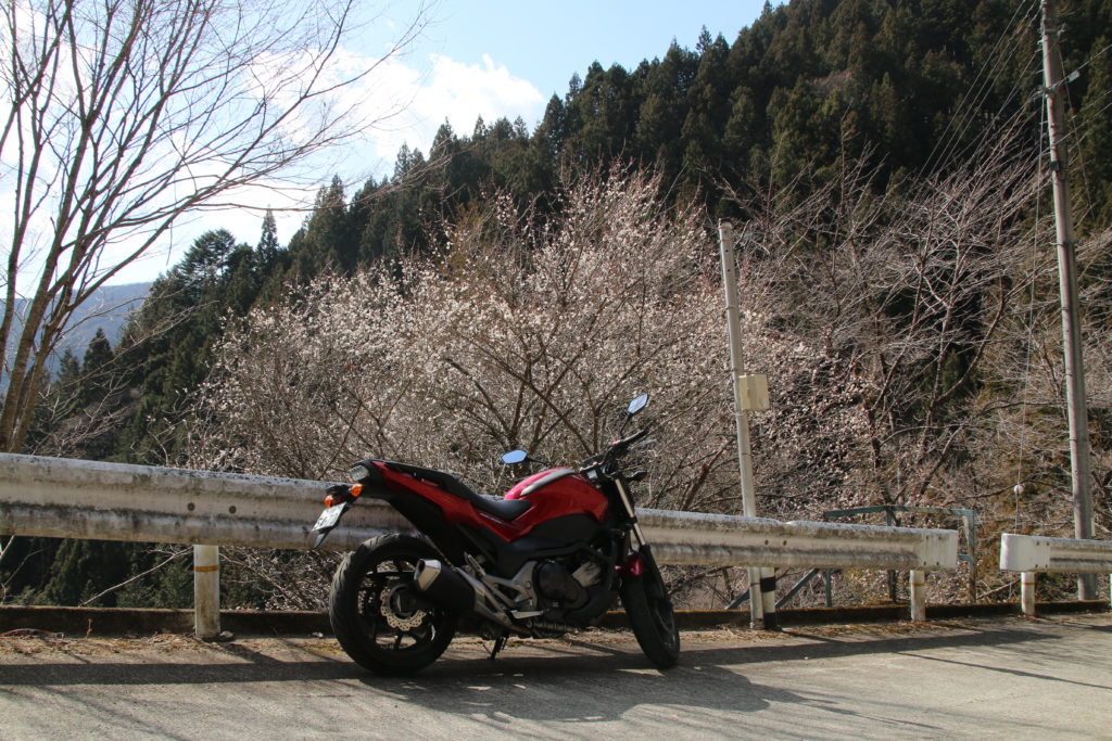 奥多摩某所で満開の梅とNC750S(2026年2月)